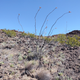 Illustration for article titled Aden Lava Flow Wilderness, an appropriately socially distanced walk through the desert.